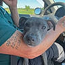 dog, puppy, gray_dog, car, car_interior, road_trip, passenger, driving, vehicle, pet, animal, cute, looking_at_camera, resting_head, tattooed_arm, sunny, outdoor, countryside, blue_sky, seat