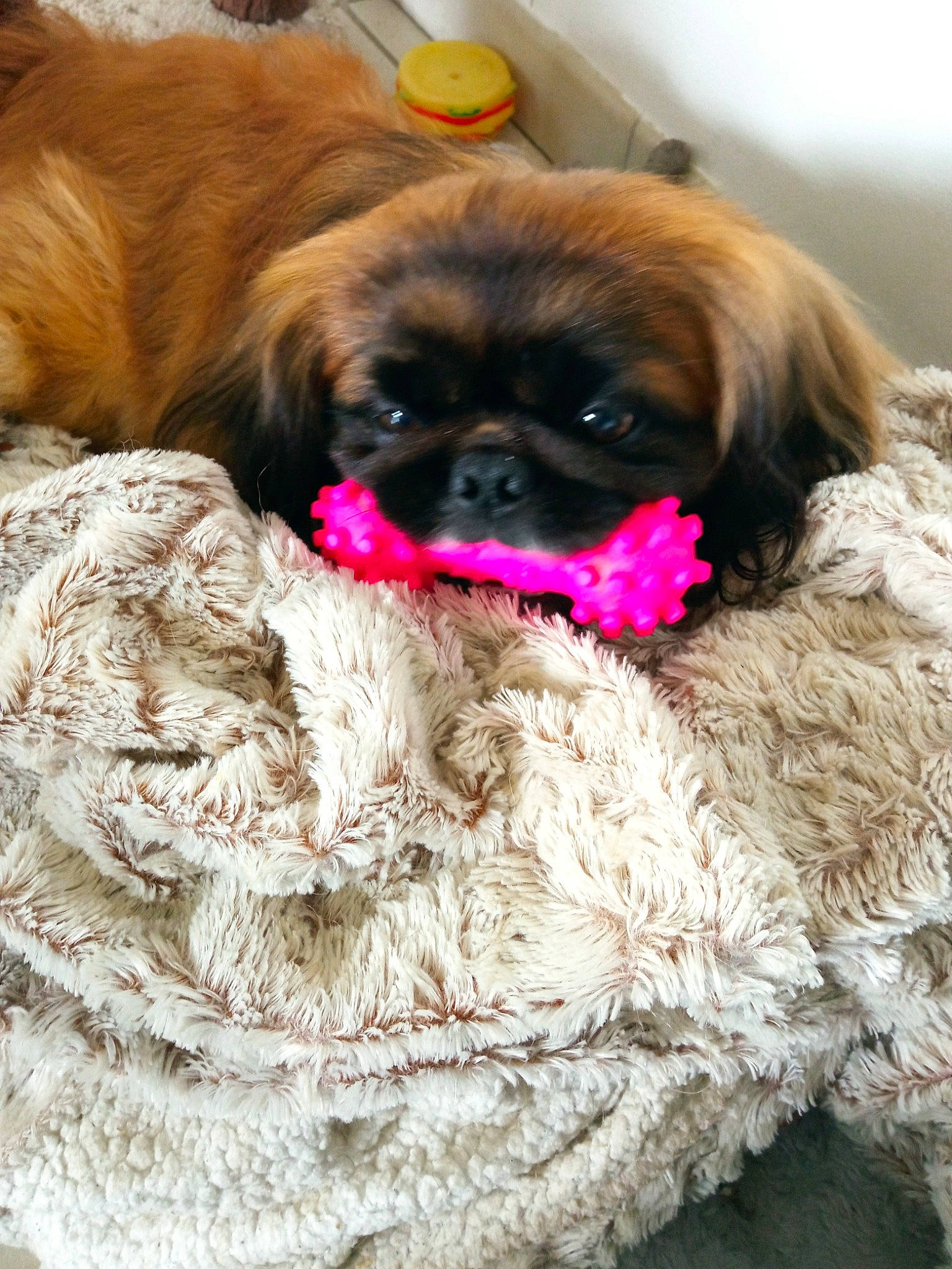 Mighty a rejoint le concours — aidez-le/la à gagner de superbes lots ! canidae, carnivore, close_up, companion_dog, dog, dog_breed, eye, fawn, fur, iris, liver, magenta, non_sporting_group, puppy, snout, sporting_group, terrestrial_animal, whiskers, working_animal, wrinkle