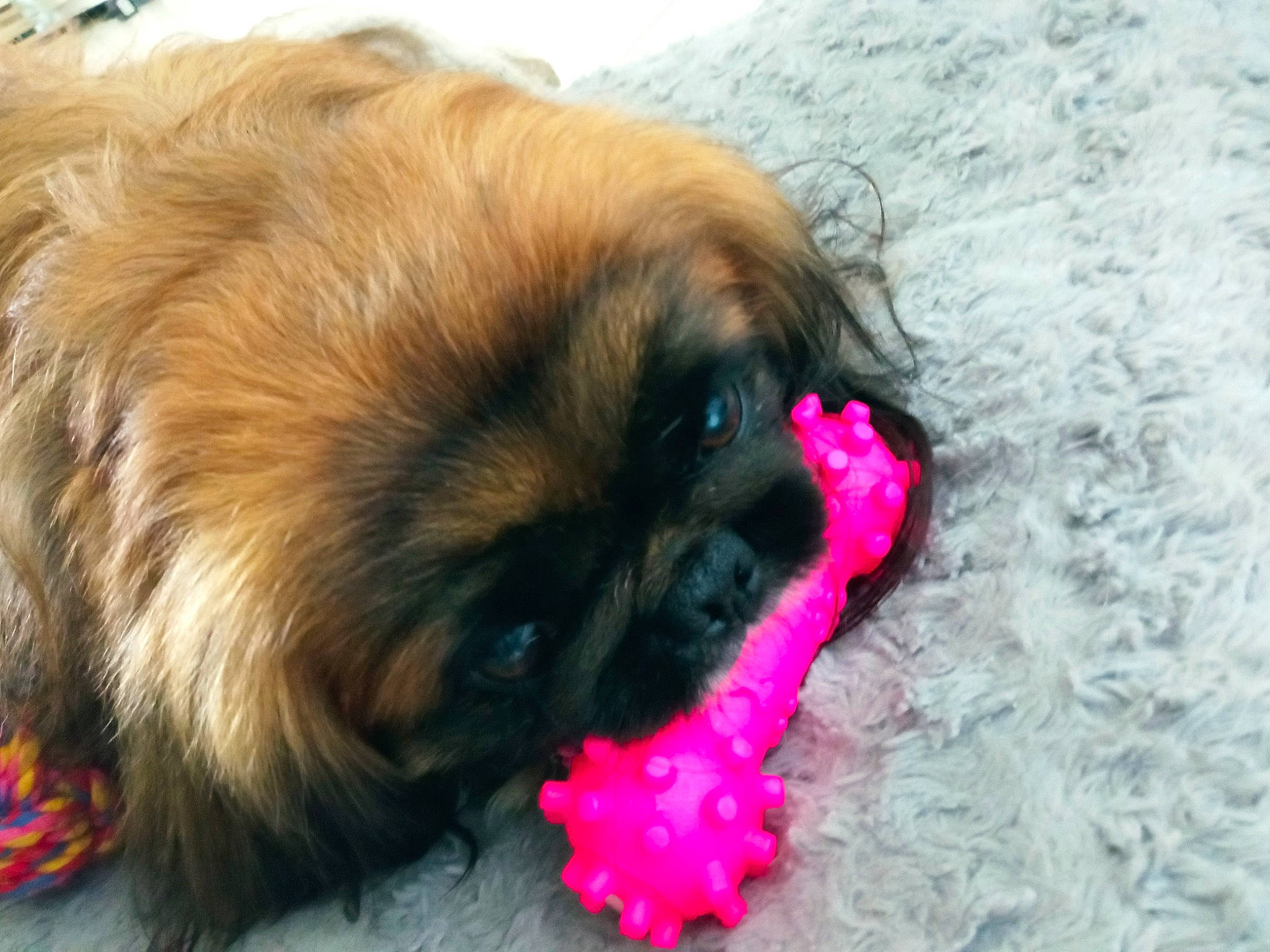 Mighty participe au concours pour gagner de l'argent avec cette photo : canidae, carnivore, companion_dog, dog, dog_breed, dog_supply, fawn, fur, liver, magenta, non_sporting_group, paw, pekingese, snout, sporting_group, tail, tibetan_spaniel, toy_dog, whiskers, working_animal