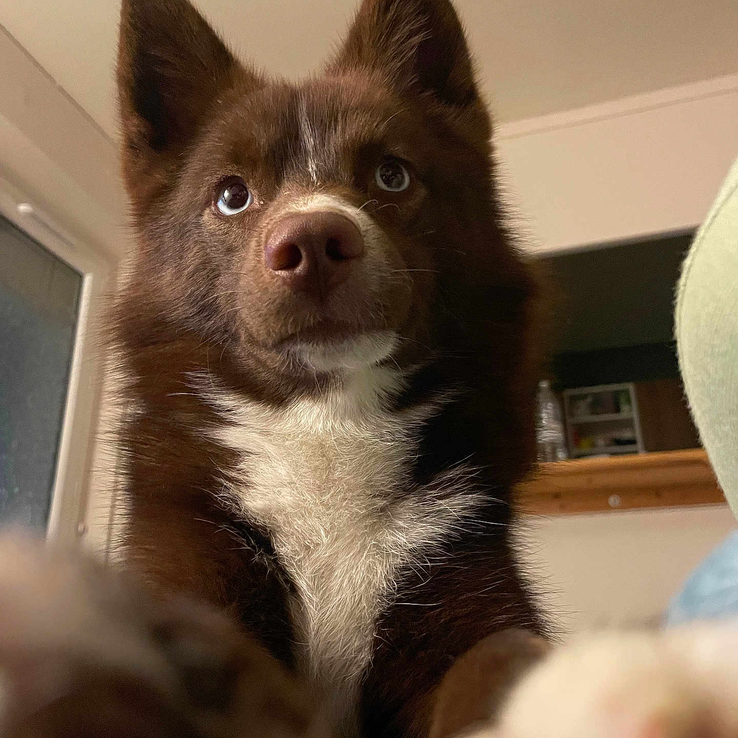 Atlas a rejoint le concours — aidez-le/la à gagner de superbes lots ! animal, brown_dog, canine, close_up, companion, cozy, dog, domestic, ears, fluffy, fur, home, indoor, looking_up, mammal, paws, pet, portrait, snout, white_fur