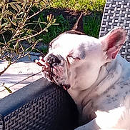 Uston participe au concours pour gagner de l'argent avec cette photo : animal, black_spots, bulldog, calm, chair, closeup, daylight, dog, grass, leafy_bush, nature, outdoor, peaceful, pet, plant, relaxing, resting, sleeping, sunlight, white_fur