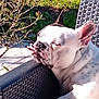 animal, black_spots, bulldog, calm, chair, closeup, daylight, dog, grass, leafy_bush, nature, outdoor, peaceful, pet, plant, relaxing, resting, sleeping, sunlight, white_fur