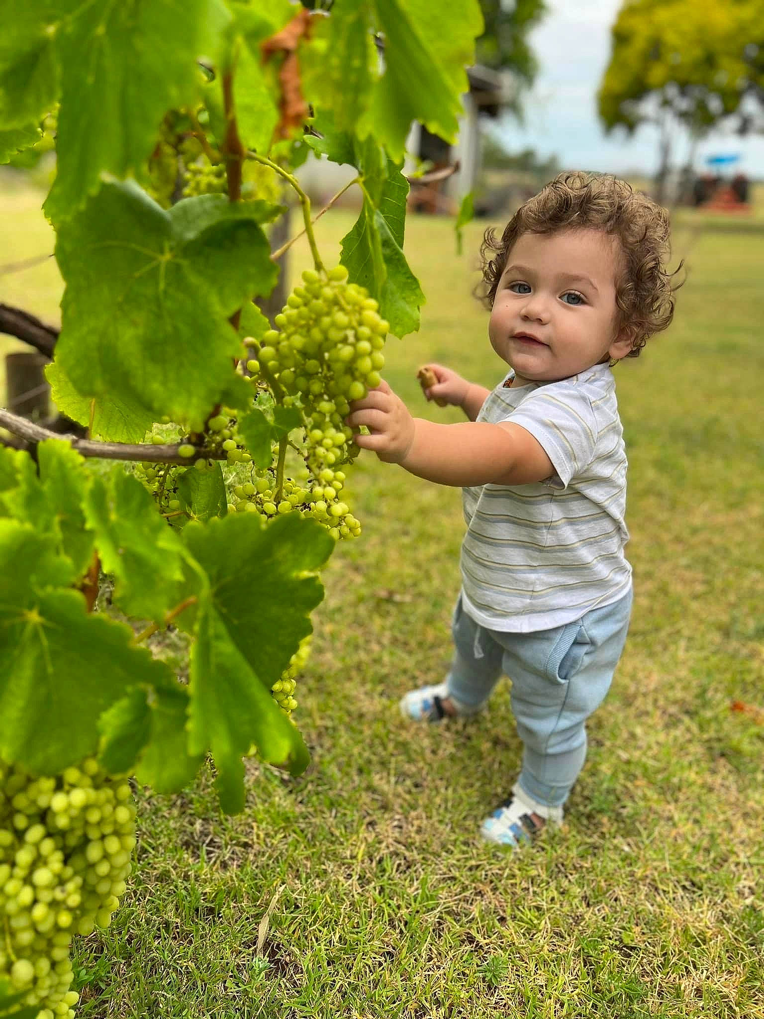 Elijah Carseldine joined the competition — help win amazing prizes! agriculture, flowering_plant, food, fruit, fruit_tree, grape, grape_leaves, grapevine_family, grass, happy, leaf, people_in_nature, person, plant, produce, seedless_fruit, sultana, toddler, tree, vine