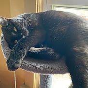 Muro joined the competition — help win amazing prizes! cat, black_cat, cat_tree, window, indoor, pet, feline, relaxed, sunlight, cozy, fur, animal, resting, paw, toy, string, golden_eyes, domestic_cat, home, lazy