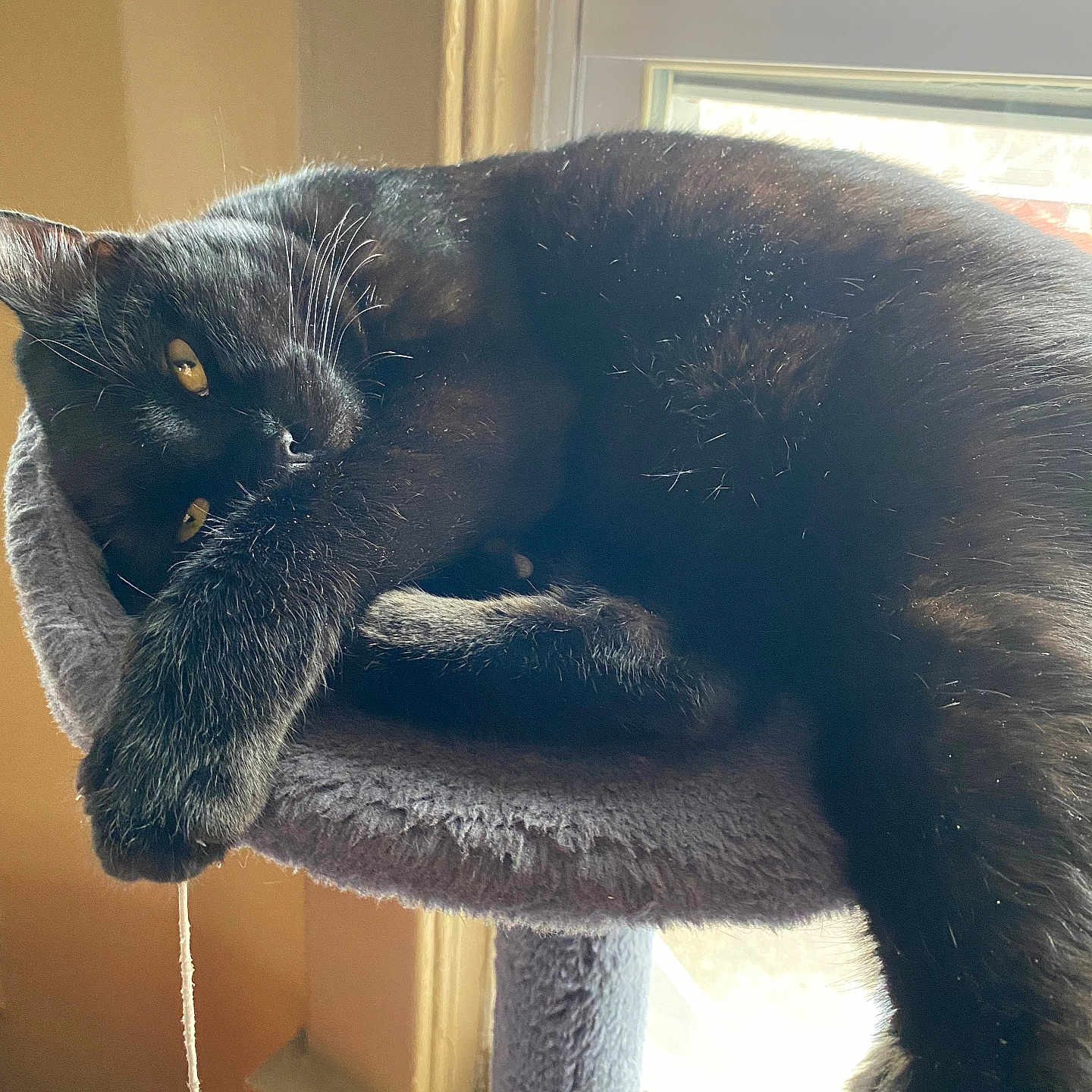 Muro joined the competition — help win amazing prizes! animal, black_cat, cat, cat_tree, cozy, domestic_cat, feline, fur, golden_eyes, home, indoor, lazy, paw, pet, relaxed, resting, string, sunlight, toy, window