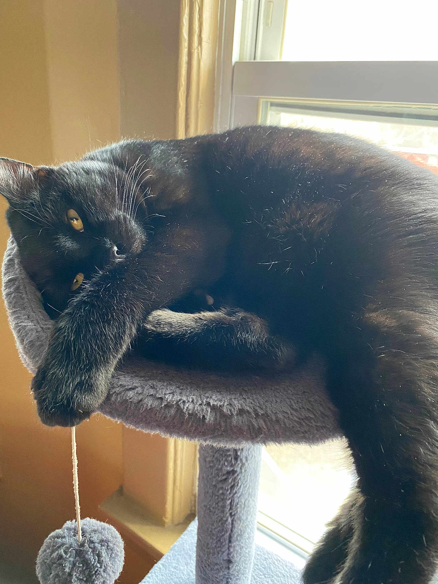 Muro joined the competition — help win amazing prizes! cat, black_cat, cat_tree, window, indoor, pet, feline, relaxed, sunlight, cozy, fur, animal, resting, paw, toy, string, golden_eyes, domestic_cat, home, lazy