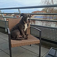 Taïko participe au concours pour gagner de l'argent avec cette photo : balcony, building, calm, canine, chair, cloudy_sky, daytime, dog, furniture, leisure, outdoor, pet, quiet, railing, resting, sky, tile_floor, tree, urban, window