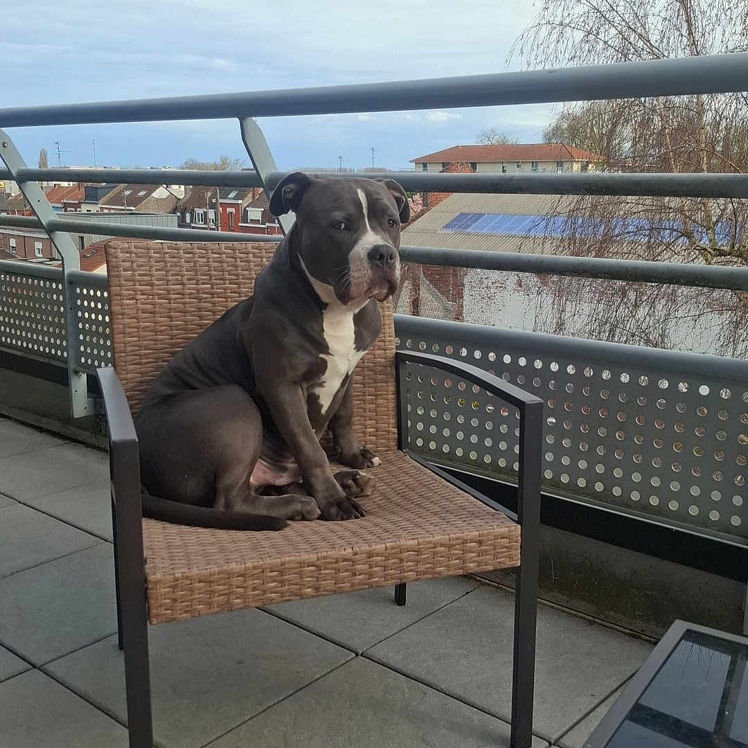 Taïko participe au concours pour gagner de l'argent avec cette photo : balcony, building, calm, canine, chair, cloudy_sky, daytime, dog, furniture, leisure, outdoor, pet, quiet, railing, resting, sky, tile_floor, tree, urban, window
