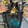 aisle, animal, black_friday, black_jacket, box, curious, discount_sign, dog, floor, fur, indoors, kitchenware, paws, pet, plates, retail, shelf, shopping, shopping_cart, store
