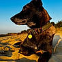 dog, sand, beach, sunset, collar, tag, outdoor, animal, canine, nature, sky, portrait, fur, brown, black, daylight, landscape, relaxing, paw, side_view
