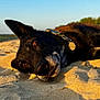 dog, black_dog, collar, sand, beach, sunlight, golden_hour, outdoor, pet, lying_down, close_up, animal, nature, relaxation, daytime, fur, snout, ears, peaceful, canine
