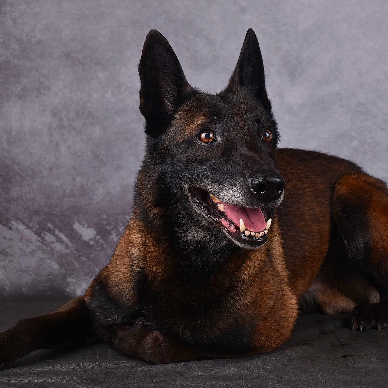 Omac participe au concours pour gagner de l'argent avec cette photo : alert, animal, background, belgian_malinois, black_fur, brown_fur, canine, closeup, dog, ears_up, floor, happy, indoor, laying_down, mottled, pet, portrait, studio, teeth, tongue_out