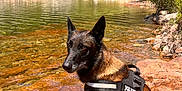 Omac participe au concours pour gagner de l'argent avec cette photo : dog, belgian_malinois, harness, water, rock, forest, trees, nature, outdoor, river, sunlight, animal, canine, pet, wildlife, scenic, landscape, summer, daytime, quiet