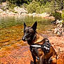 dog, belgian_malinois, harness, water, rock, forest, trees, nature, outdoor, river, sunlight, animal, canine, pet, wildlife, scenic, landscape, summer, daytime, quiet