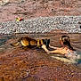 dog, person, water, rock, outdoor, nature, sky, swimming, pet, animal, play, summer, sunlight, river, wildlife, recreation, landscape, brown, greenery, blue_sky