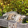 Sakamin a rejoint le concours — aidez-le/la à gagner de superbes lots ! cat, tabby, sleeping, bench, wood, rustic, outdoor, garden, foliage, greenery, sunlight, relaxation, nature, pet, animal, peaceful, cozy, whiskers, fur, daylight