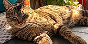 Sakamin participe au concours pour gagner de l'argent avec cette photo : cat, tabby_cat, sunlight, indoor, plant, leather_surface, relaxed, sleepy, fur, whiskers, pets, domestic_cat, flag, american_flag, greenery, home, cozy, resting, animal, feline