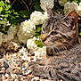Sakamin participe au concours pour gagner de l'argent avec cette photo : cat, tabby, pebbles, rocks, flowers, white_flowers, green_leaves, outdoor, nature, sunlight, closeup, animal, pet, relaxed, resting, fur, whiskers, garden, daylight, mammal
