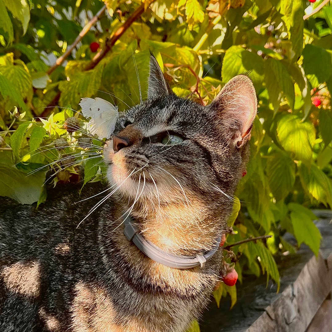Sakamin participe au concours pour gagner de l'argent avec cette photo : animal, berries, butterfly, cat, closeup, collar, curious, daylight, feline, greenery, leaf, nature, outdoor, pet, plant, sunlight, tabby_cat, whiskers, wildlife, wood