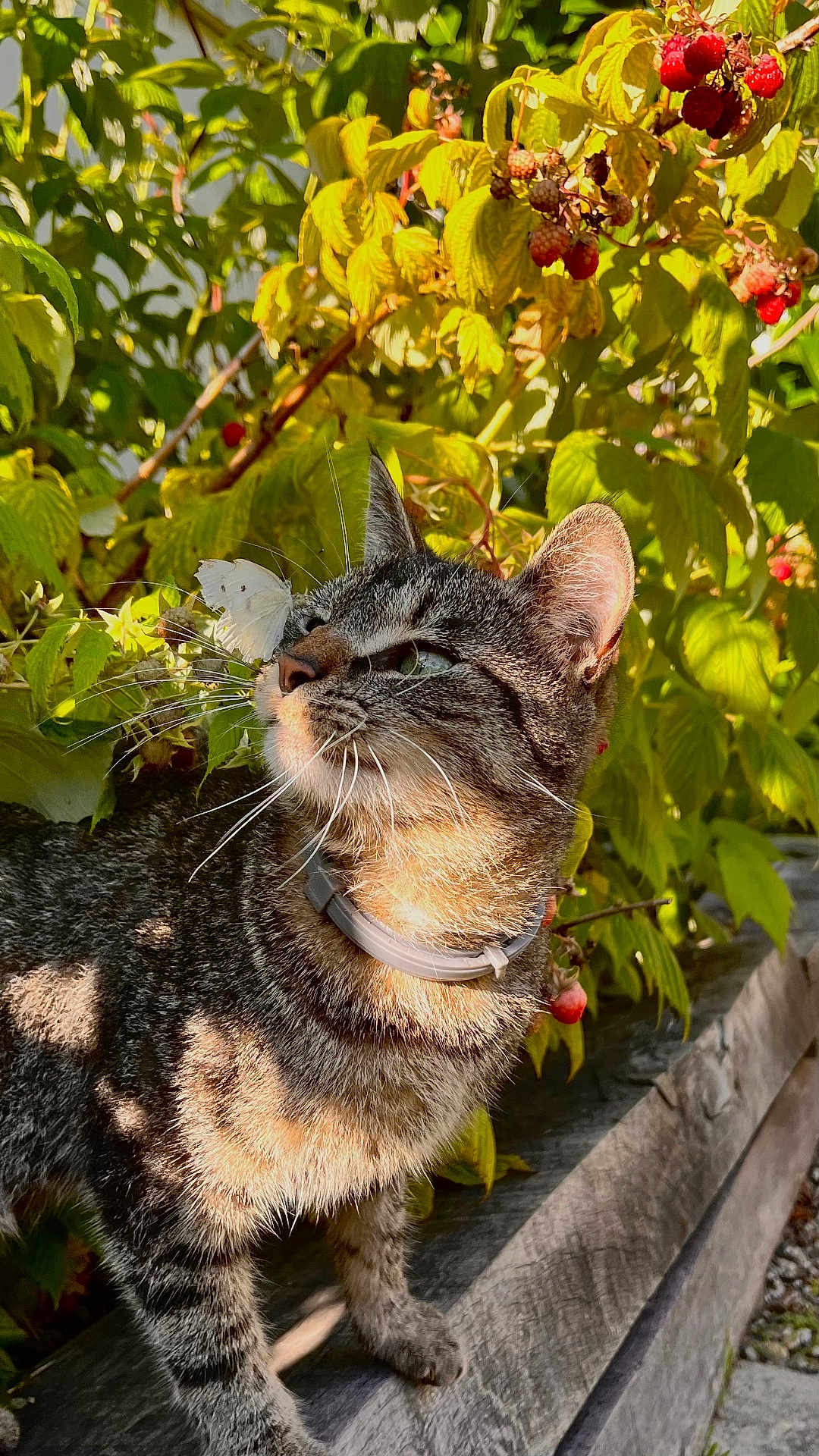 Sakamin participe au concours pour gagner de l'argent avec cette photo : cat, tabby_cat, butterfly, nature, outdoor, greenery, berries, sunlight, wood, animal, pet, curious, closeup, whiskers, collar, plant, leaf, wildlife, daylight, feline
