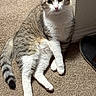 cat, tabby, white_fur, pet, animal, sitting, carpet, indoor, home, hallway, slipper, whiskers, ears, green_eyes, striped_fur, long_tail, paws, portrait, alert, cute
