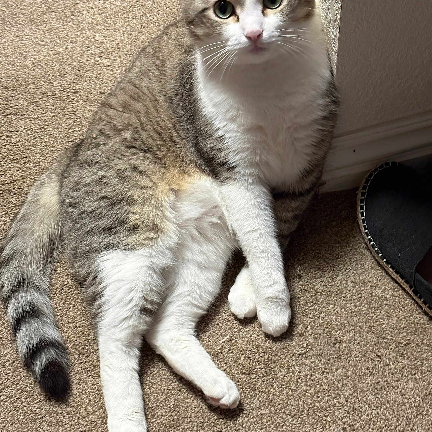 Dave is registered to the contest to win money with this photo: cat, tabby, white_fur, pet, animal, sitting, carpet, indoor, home, hallway, slipper, whiskers, ears, green_eyes, striped_fur, long_tail, paws, portrait, alert, cute