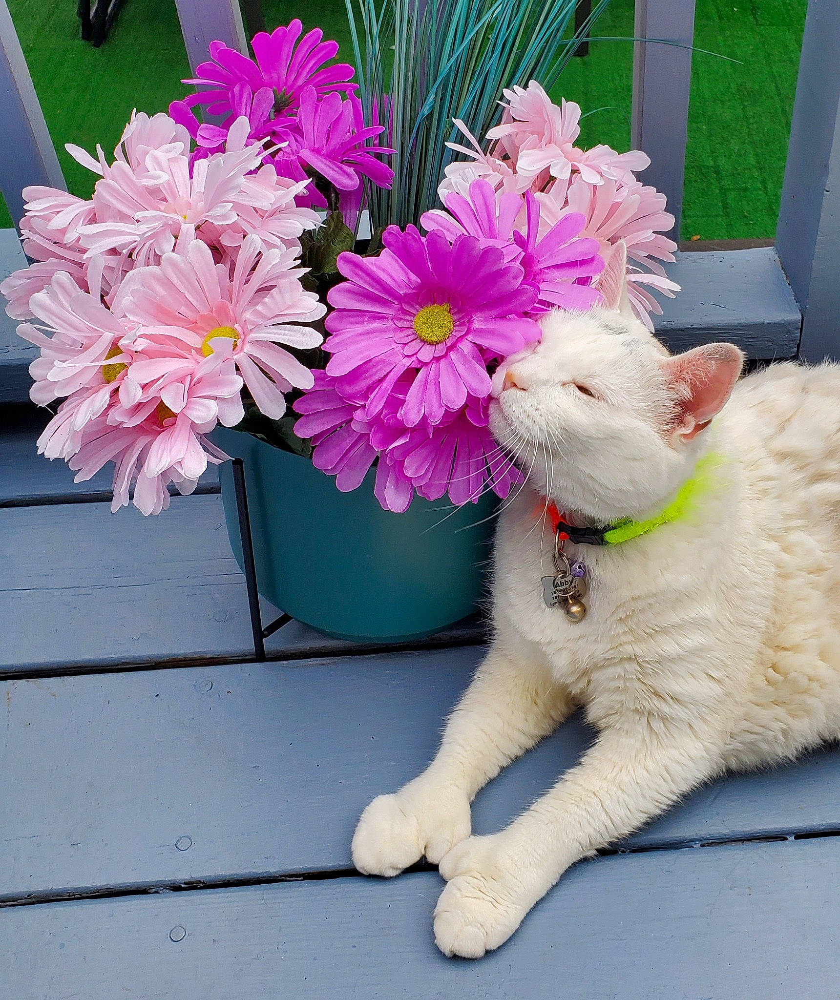 Abby is registered to the contest to win money with this photo: annual_plant, artificial_flower, bouquet, carnivore, cat, companion_dog, cut_flowers, felidae, flower, flower_arranging, flowering_plant, flowerpot, herbaceous_plant, magenta, petal, pink, plant, small_to_medium_sized_cats, tail, whiskers