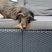 Rolex participe au concours pour gagner de l'argent avec cette photo : black, brown, canine, comfort, cushion, dog, domestic_animal, ears, expression, fur, gray, head, lounging, outdoor_furniture, pet, relaxation, resting, snout, sofa, woven_texture