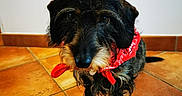 Rolex participe au concours pour gagner de l'argent avec cette photo : animal, bandana, black_dog, canine, cute, dog, domestic_animal, ears, floor, fur, indoor, looking_up, pet, portrait, red_bandana, scruffy, small_dog, tan_dog, teracotta_tiles, whiskers