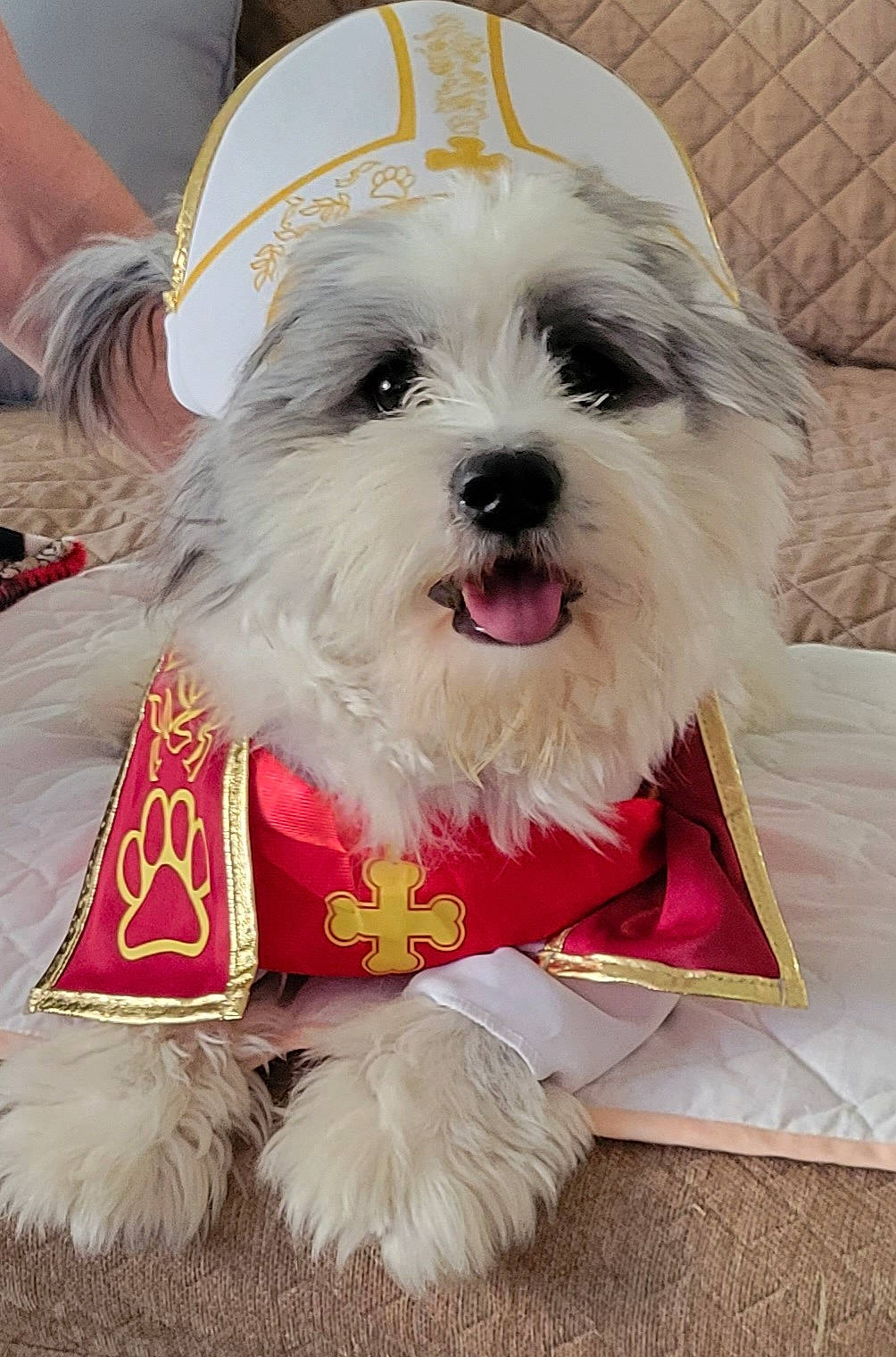 Bojangles joined the competition — help win amazing prizes! canidae, carnivore, companion_dog, dog, dog_breed, dog_clothes, dog_collar, dog_supply, fashion_accessory, fur, maltepoo, non_sporting_group, pet_supply, shih_poo, small_terrier, snout, sporting_group, terrier, toy_dog, working_animal
