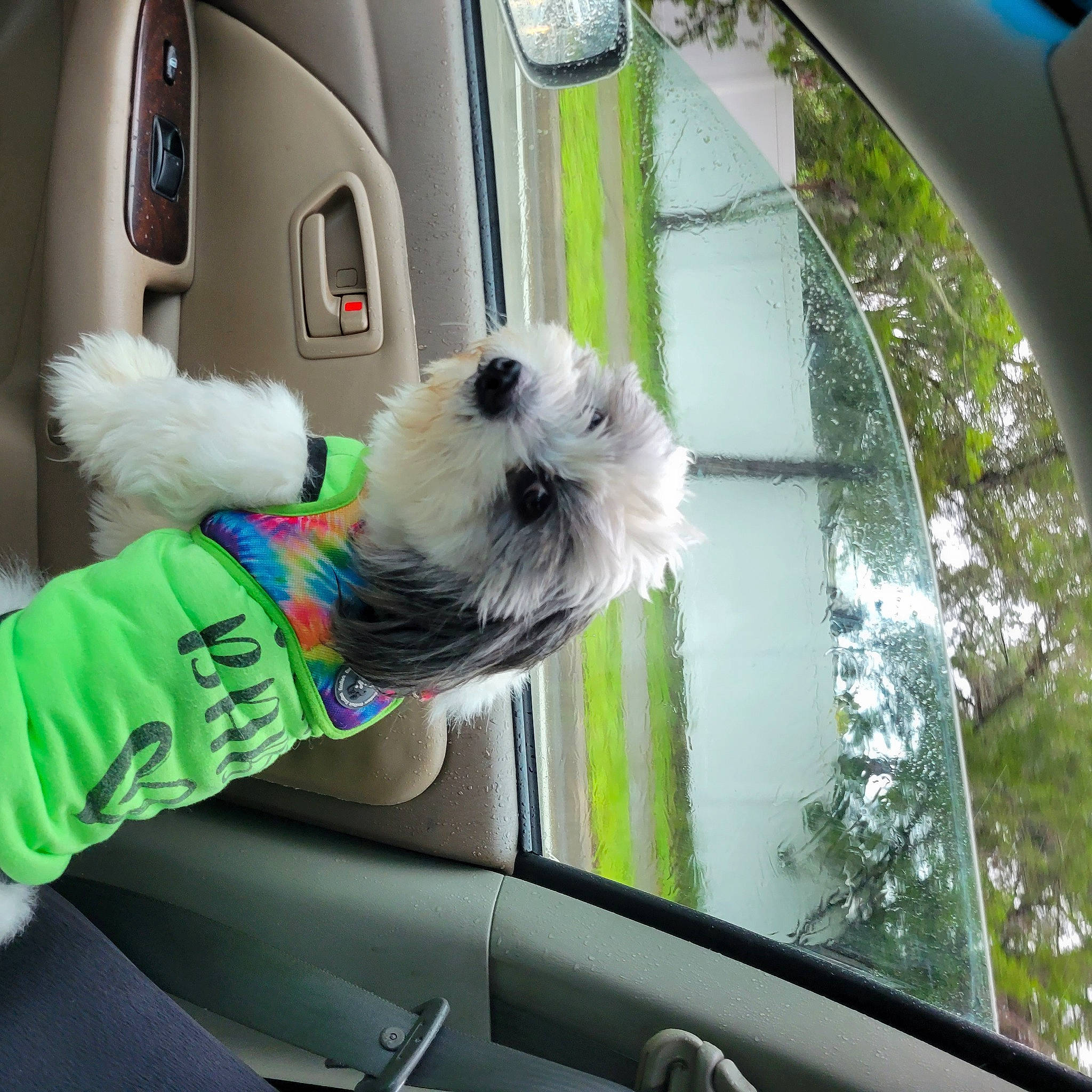 Bojangles is registered to the contest to win money with this photo: auto_part, automotive_mirror, car, car_seat_cover, carnivore, collar, companion_dog, dog, dog_breed, dog_supply, green, motor_vehicle, seat_belt, snout, stuffed_toy, tints_and_shades, vehicle, vehicle_door, vertebrate, white