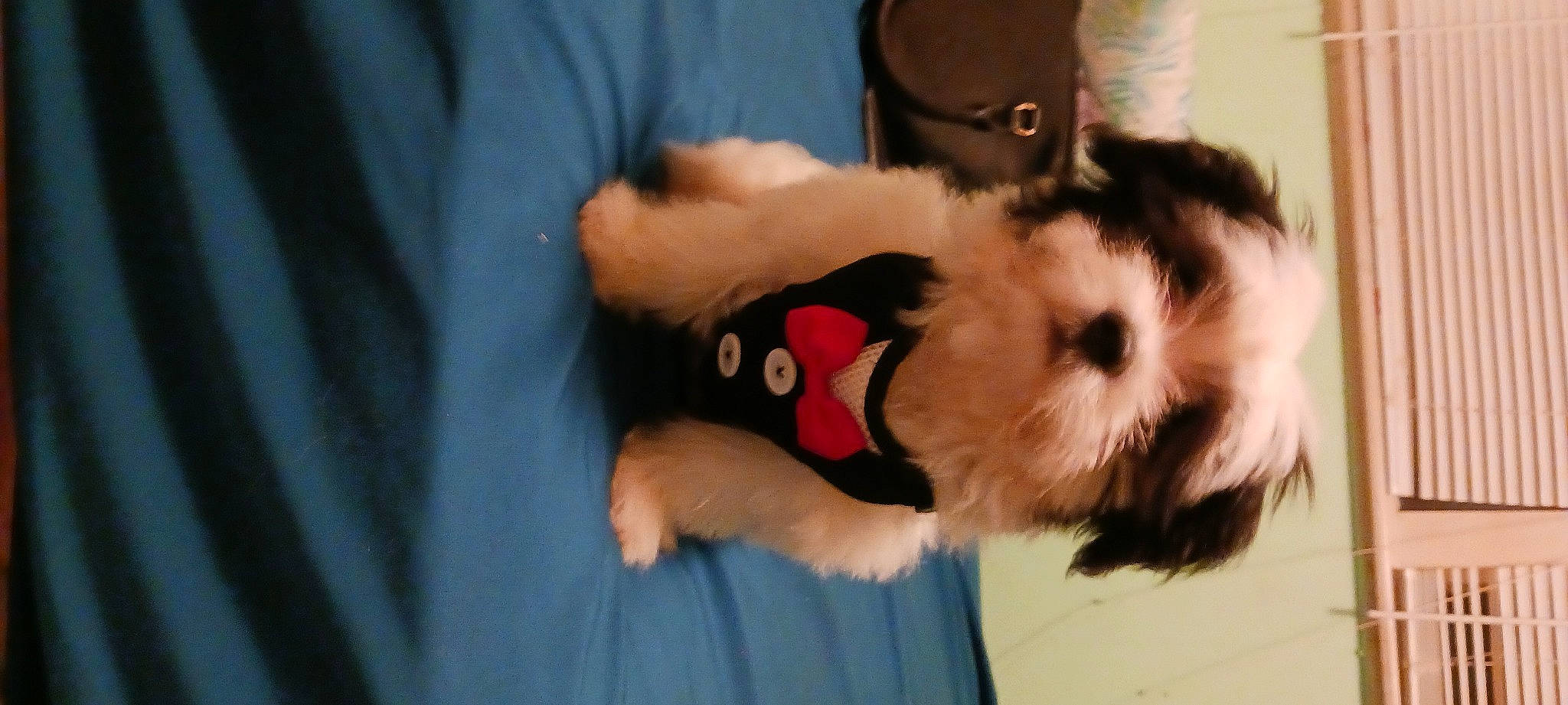 Beaux joined the competition — help win amazing prizes! canidae, carnivore, comfort, companion_dog, dog, dog_breed, dog_clothes, dog_supply, fawn, fur, non_sporting_group, paw, pet_supply, small_terrier, snout, sporting_group, sunglasses, toy, toy_dog, working_animal