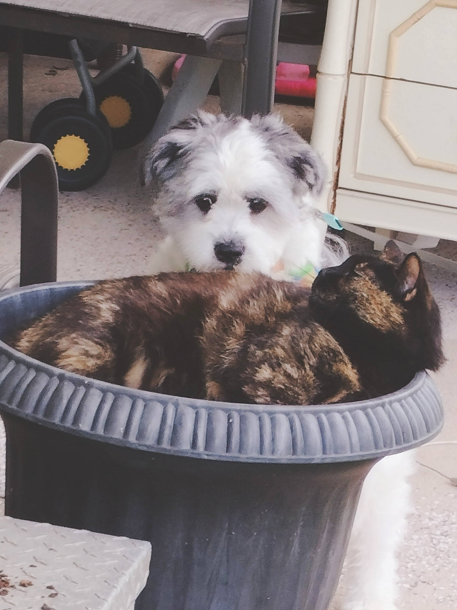 Beaux is registered to the contest to win money with this photo: canidae, carnivore, comfort, companion_dog, dog, dog_bed, dog_breed, dog_supply, fur, labradoodle, maltepoo, non_sporting_group, pet_supply, poodle_crossbreed, puppy, puppy_love, small_terrier, sporting_group, terrier, toy_dog