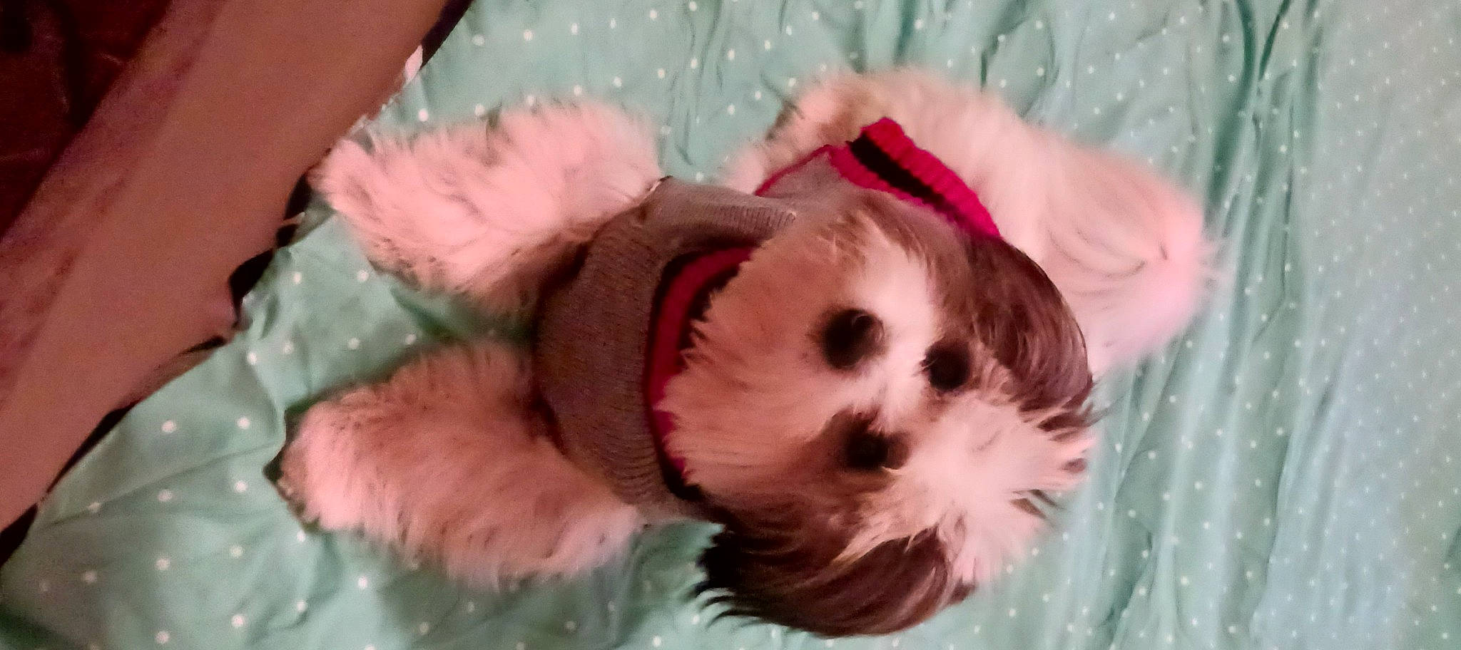 Beaux is registered to the contest to win money with this photo: bathing, canidae, carnivore, child, companion_dog, dog, dog_breed, dog_clothes, dog_supply, fawn, fur, magenta, non_sporting_group, pink, plush, sporting_group, stuffed_toy, toy, toy_dog, water