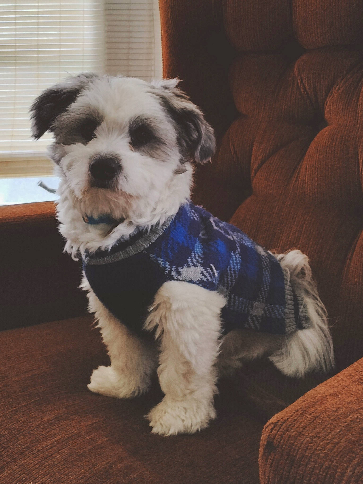 Beaux is registered to the contest to win money with this photo: canidae, carnivore, comfort, companion_dog, couch, dog, dog_breed, dog_clothes, dog_collar, dog_supply, fur, maltepoo, non_sporting_group, small_terrier, snout, sporting_group, tail, terrier, toy_dog, working_animal
