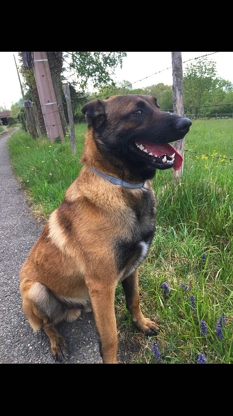 Optimus a rejoint le concours — aidez-le/la à gagner de superbes lots ! belgian_shepherd_malinois, canidae, carnivore, dog, dog_breed, fawn, german_shepherd_dog, mammal, rare_breed_dog, sporting_group, vertebrate