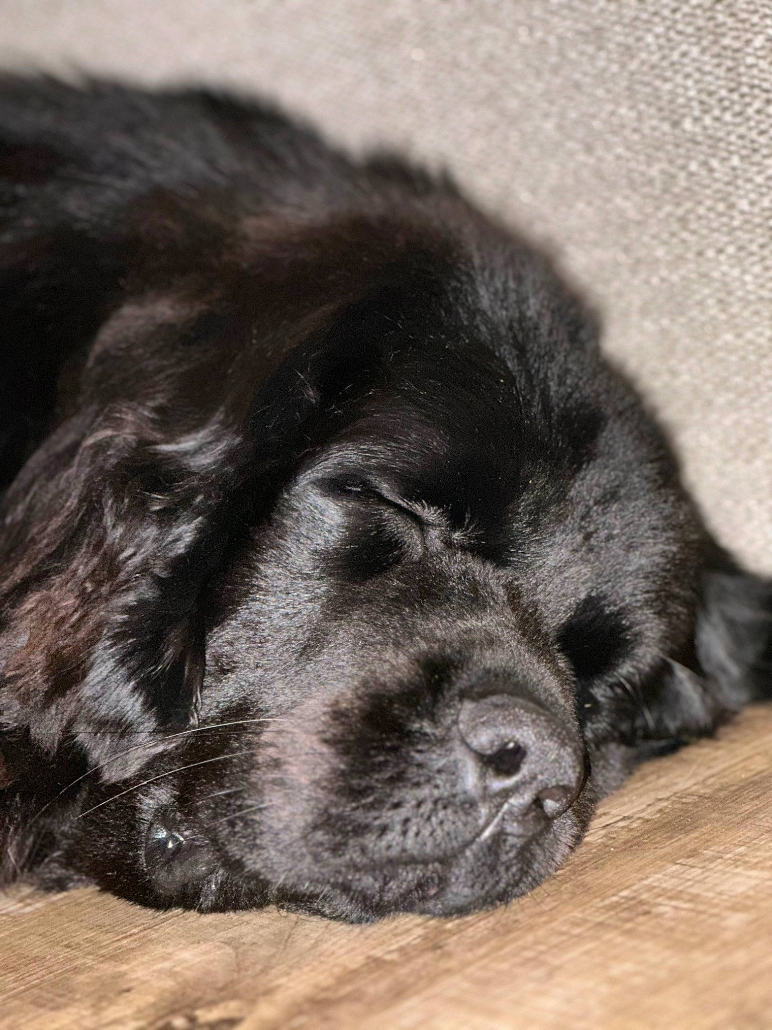 Spritzy is registered to the contest to win money with this photo: borador, bored, canidae, carnivore, comfort, companion_dog, dog, dog_breed, fur, liver, monochrome_photography, nap, paw, sleep, snout, sporting_group, terrestrial_animal, whiskers, working_animal, wrinkle