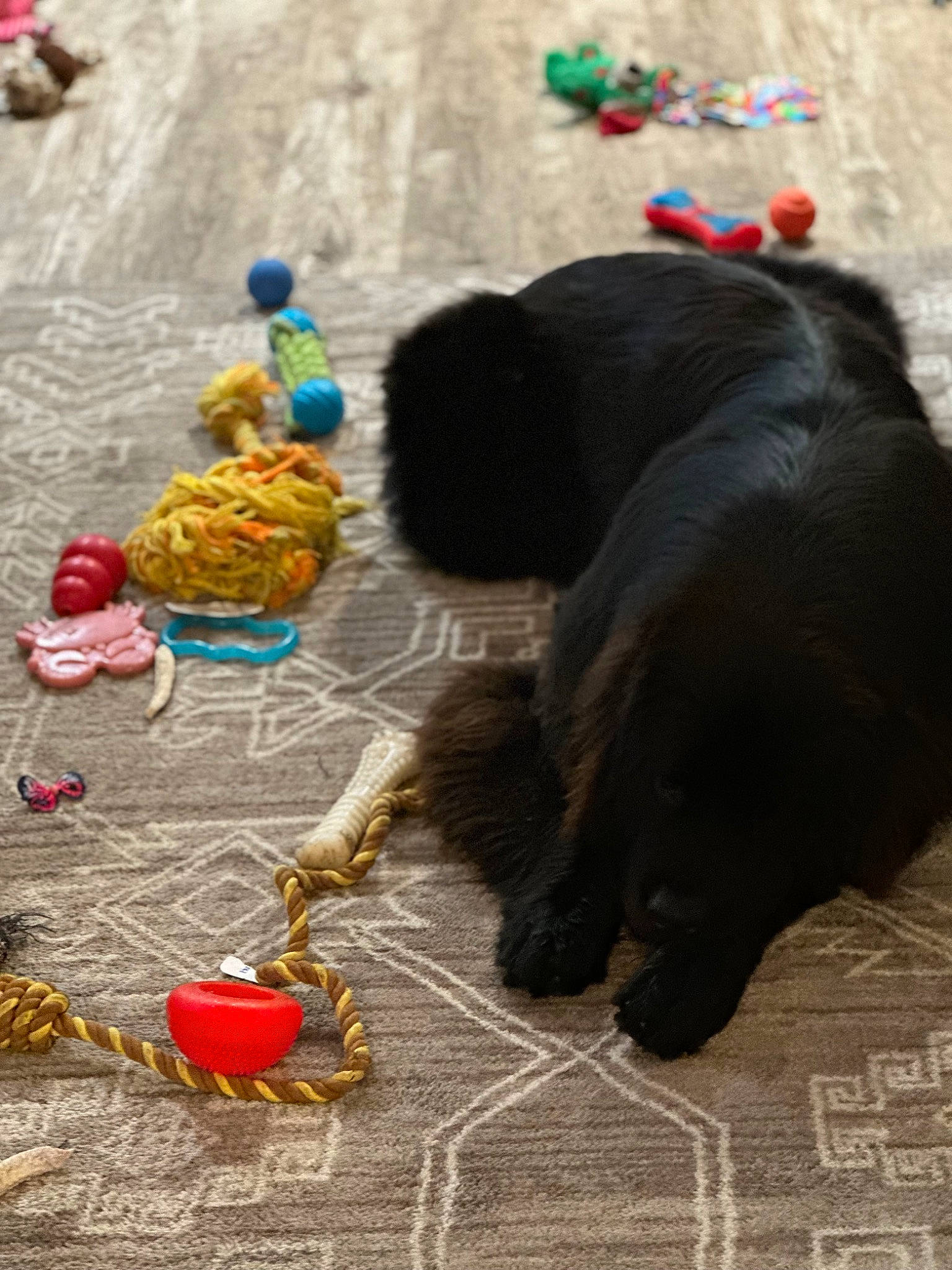 Spritzy joined the competition — help win amazing prizes! carnivore, child, companion_dog, dog_breed, flooring, fun, fur, mammal, plastic, play, stuffed_toy, tail, terrestrial_animal, toy, vertebrate, working_animal