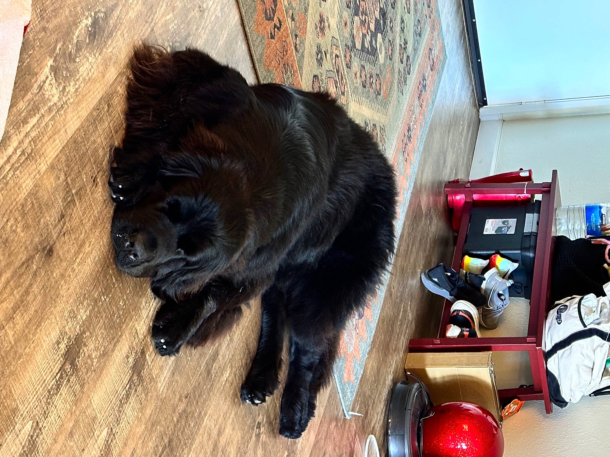 Spritzy is registered to the contest to win money with this photo: american_black_bear, bear, big_cats, canidae, carnivore, claw, companion_dog, dog_breed, felidae, flooring, fur, hardwood, small_to_medium_sized_cats, snout, sporting_group, tail, terrestrial_animal, tree, wood, working_animal