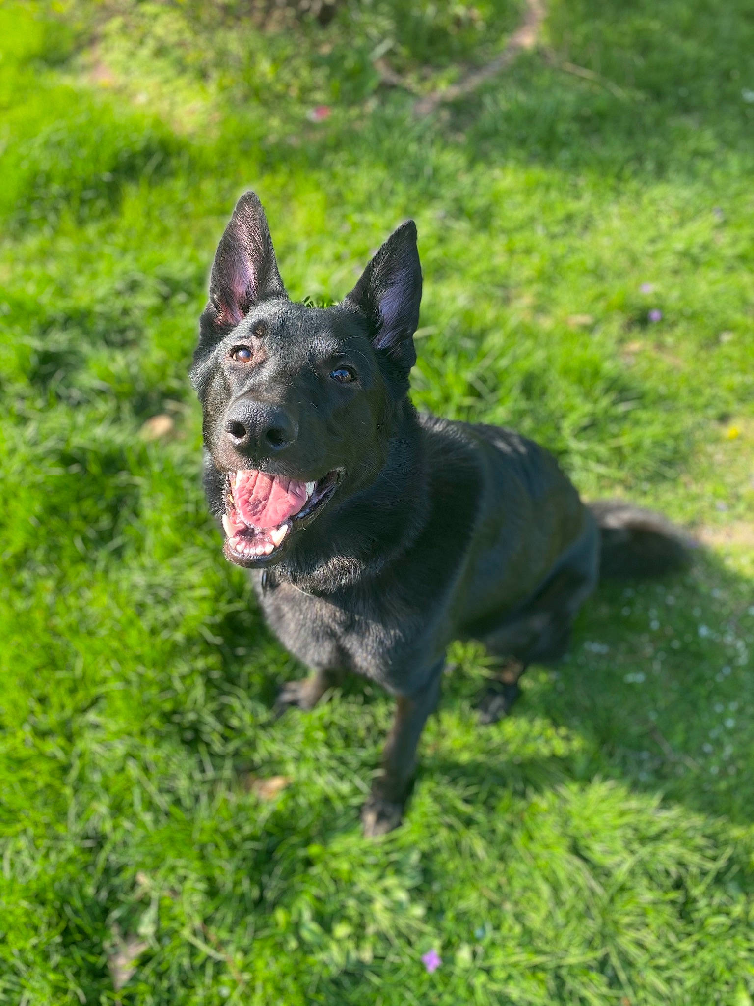 Fenrir is registered to the contest to win money with this photo: canidae, carnivore, dog, dog_breed, grass, guard_dog, herding_dog, hunting_dog, non_sporting_group, plant, snout, sporting_group, terrestrial_animal, working_dog