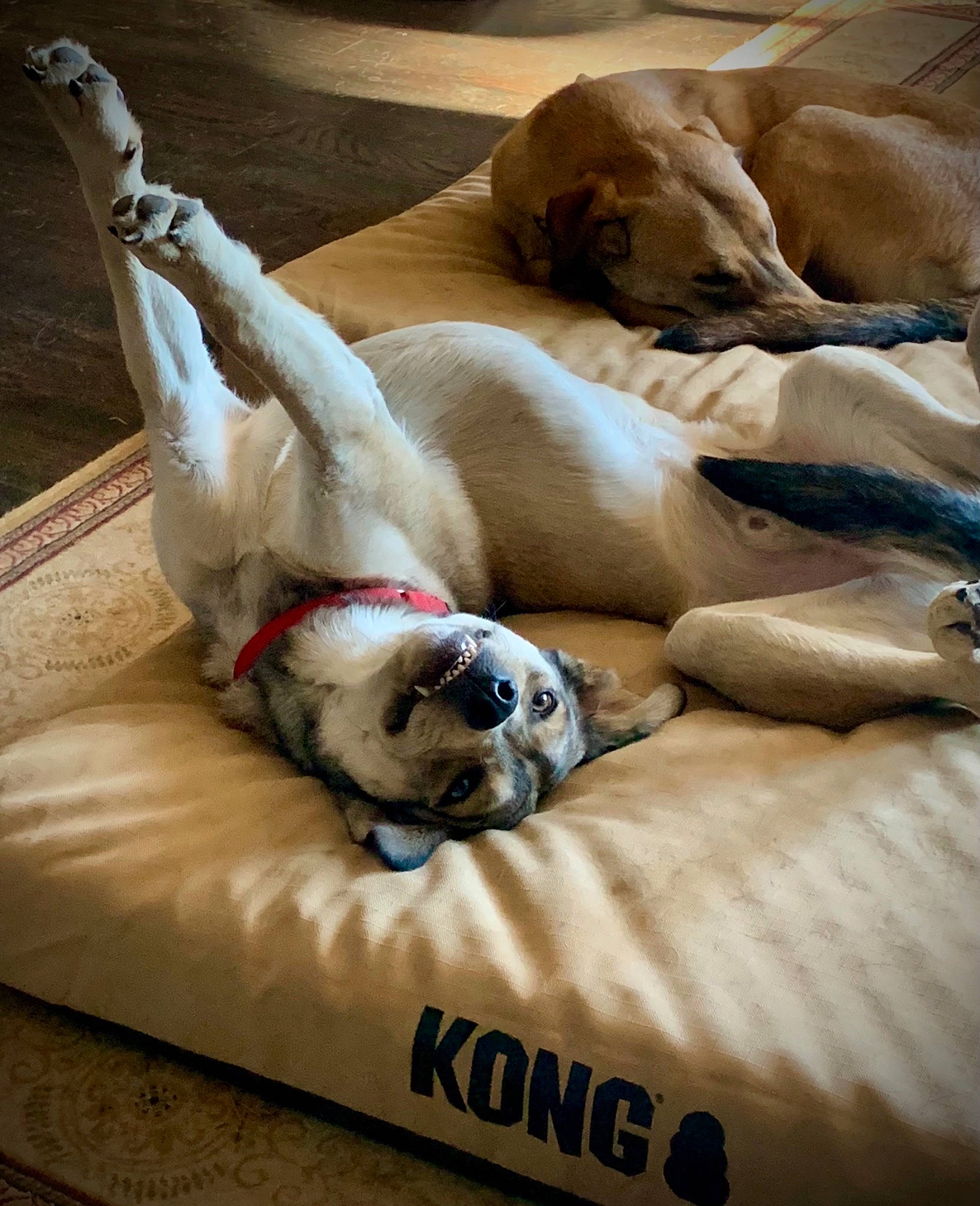 Chief is registered to the contest to win money with this photo: canidae, carnivore, collar, companion_dog, dog, dog_breed, dog_collar, dog_supply, fawn, linens, mammal, paw, pet_supply, sleep, snout, sporting_group, terrestrial_animal, vertebrate, working_animal, working_dog