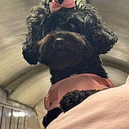 Muñeca is registered to the contest to win money with this photo: dog, black_dog, bow, pink_bow, harness, pink_harness, pet, indoor, shoulder, person, fur, curly_fur, cute, animal, companion, closeup, portrait, domestic_animal, indoor_lighting, soft_light