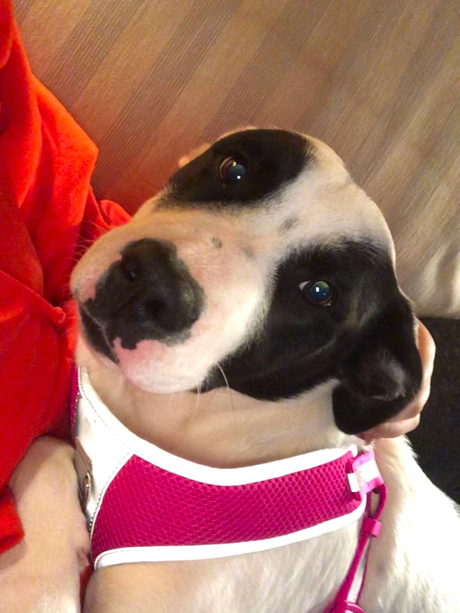 Julie is registered to the contest to win money with this photo: canidae, carnivore, collar, companion_dog, dog, dog_breed, dog_collar, dog_supply, fawn, leash, love, mammal, pet_supply, snout, sporting_group, whiskers, working_animal, working_dog