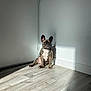 animal, brindle, calm, canine, corner, dog, domestic, floor, french_bulldog, home, indoor, light, minimalist, pet, quiet, relaxed, shadow, sitting, sunlight, wall