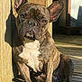 animal, brindle, brown_eyes, canine, close_up, companion, dog, domestic_animal, ears, french_bulldog, fur, outdoor, paw, pet, portrait, relaxed, shadow, sitting, sunlight, wooden_porch