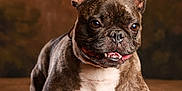 Katniss a rejoint le concours — aidez-le/la à gagner de superbes lots ! animal, brindle, brown, canine, cute, dog, domestic_animal, ears, expression, face, french_bulldog, fur, indoor, lying_down, muzzle, paw, pet, portrait, snout, tongue