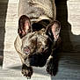 animal, brown, cute, dog, ears, eyes, floor, french_bulldog, fur, indoor, looking_up, mammal, nose, paw, pet, portrait, shadow, sunlight, whiskers, wooden_floor
