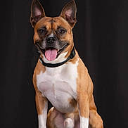 Darko participe au concours pour gagner de l'argent avec cette photo : dog, canine, pet, studio, portrait, brown, white, collar, sitting, tongue_out, ears_up, happy, animal, mammal, front_view, isolated, black_background, cute, domestic_animal, companion