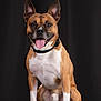 dog, canine, pet, studio, portrait, brown, white, collar, sitting, tongue_out, ears_up, happy, animal, mammal, front_view, isolated, black_background, cute, domestic_animal, companion