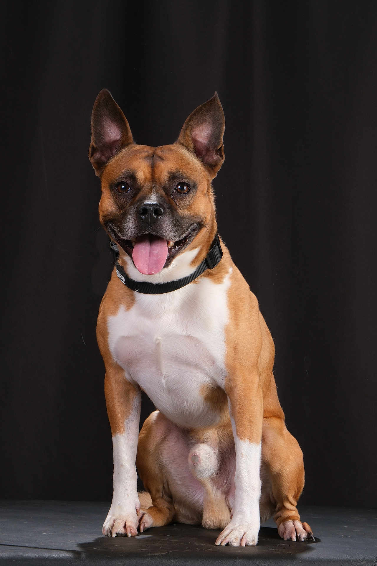 Darko participe au concours pour gagner de l'argent avec cette photo : dog, canine, pet, studio, portrait, brown, white, collar, sitting, tongue_out, ears_up, happy, animal, mammal, front_view, isolated, black_background, cute, domestic_animal, companion